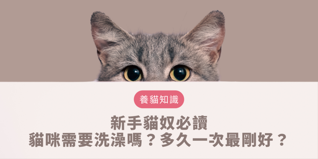 貓咪需要洗澡嗎 ？多久一次最剛好？