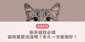 貓咪需要洗澡嗎 ？多久一次最剛好？