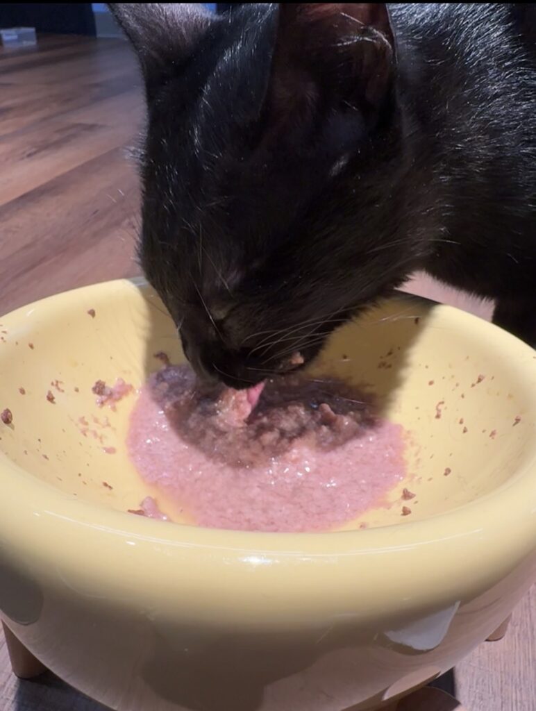 改餵濕食 的貓咪