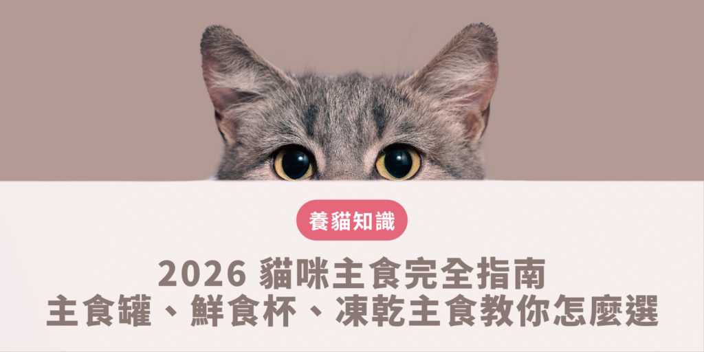 2026 貓咪主食完全指南：主食罐、鮮食杯、凍乾主食教你怎麼選