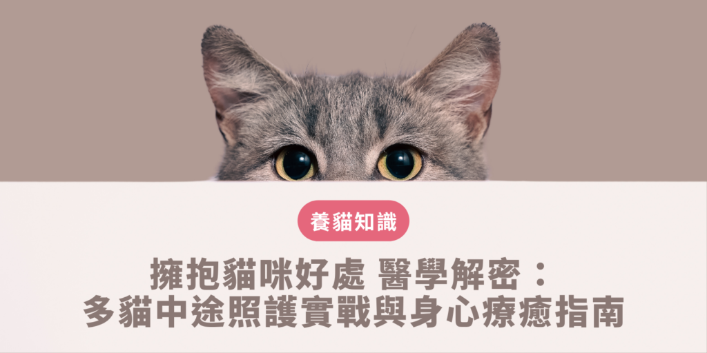 貓奴在家中溫柔抱著放鬆的貓咪，透過親密觸覺互動體驗擁抱貓咪好處並降低日常皮質醇壓力