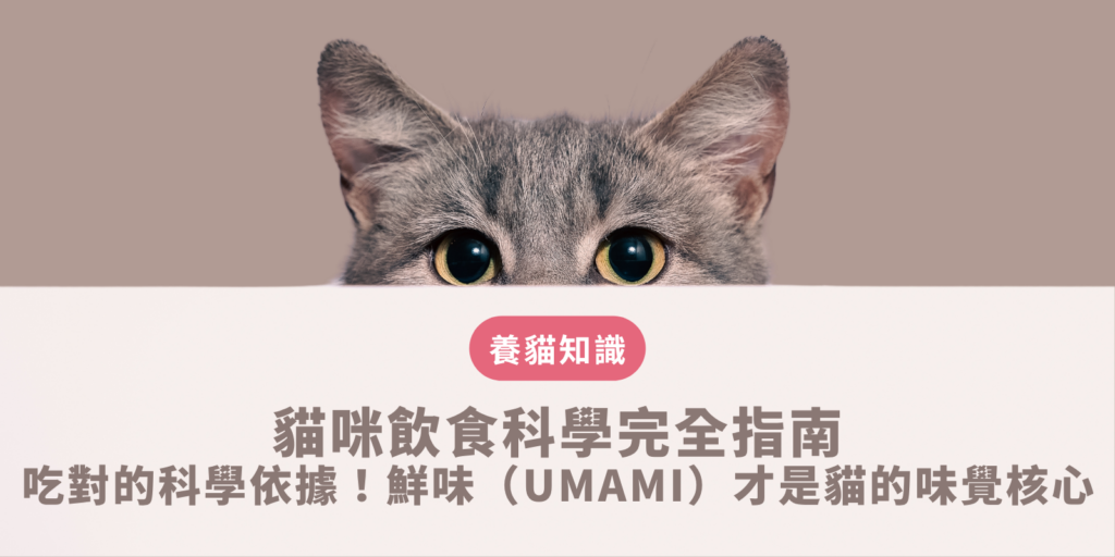 貓咪飲食 科學完全指南：吃對的科學依據！鮮味（umami）才是貓的味覺核心