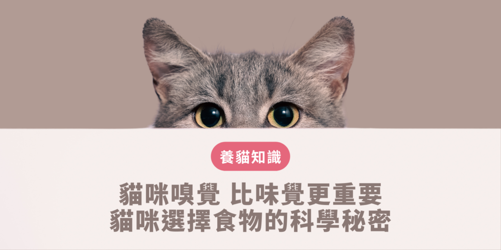 貓咪嗅覺 比味覺更重要：貓咪選擇食物的科學秘密