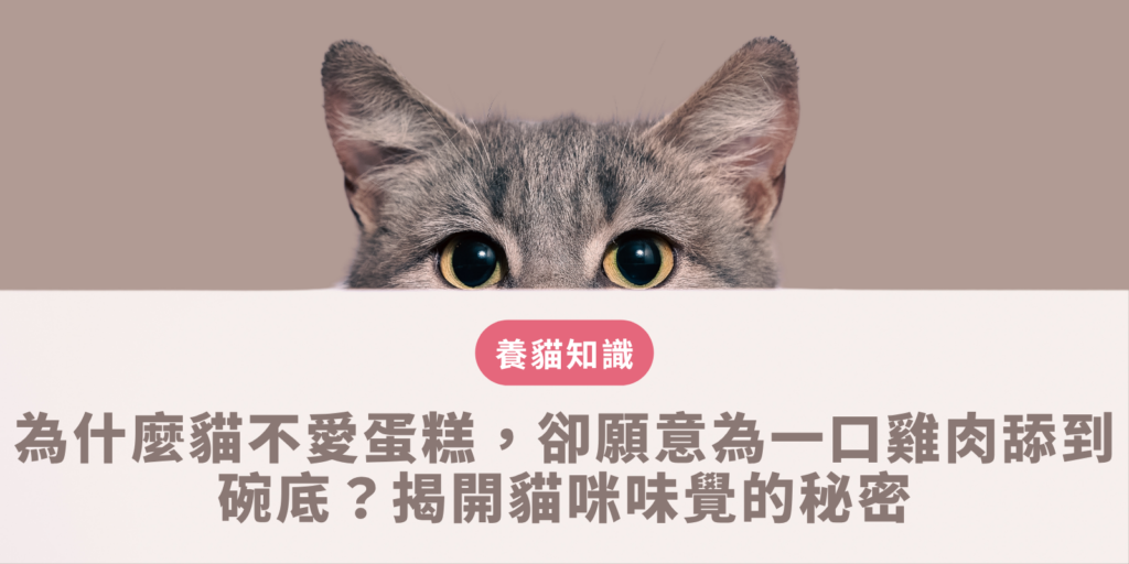 為什麼貓不愛蛋糕，卻願意為一口雞肉舔到碗底？揭開貓咪味覺的秘密