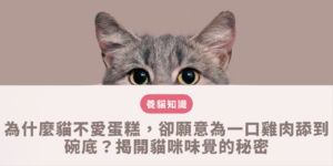 為什麼貓不愛蛋糕，卻願意為一口雞肉舔到碗底？揭開貓咪味覺的秘密