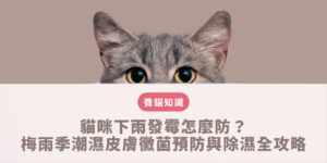 貓咪下雨發霉