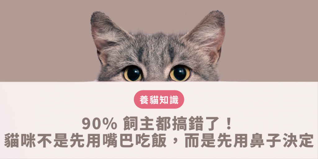 90% 飼主都搞錯了！貓咪 不是先用嘴巴吃飯，而是先用鼻子決定