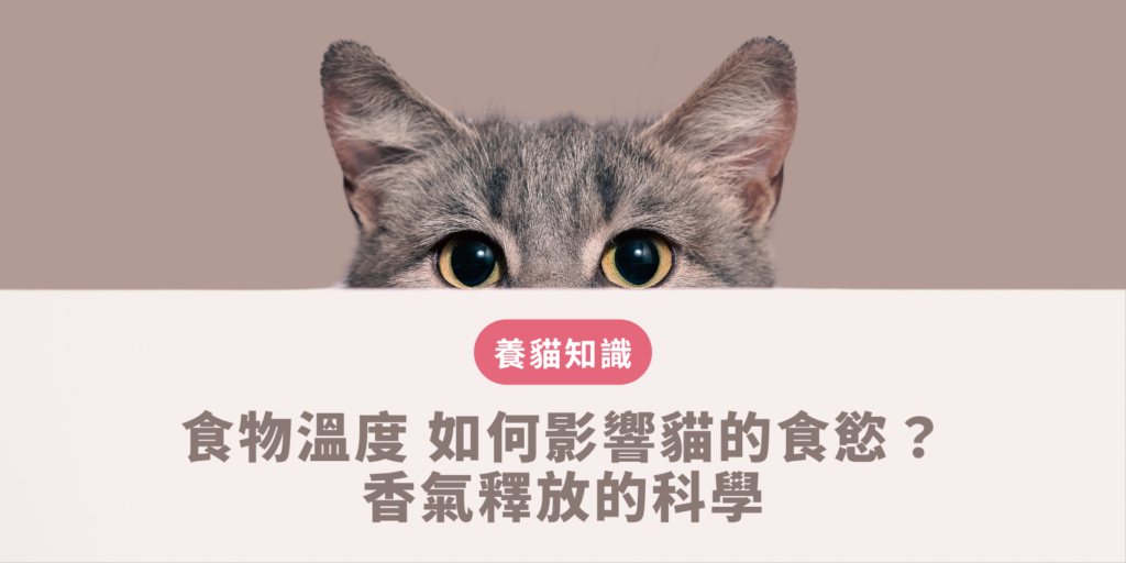 食物溫度 如何影響貓咪食慾