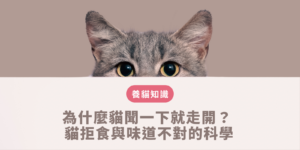 貓拒食