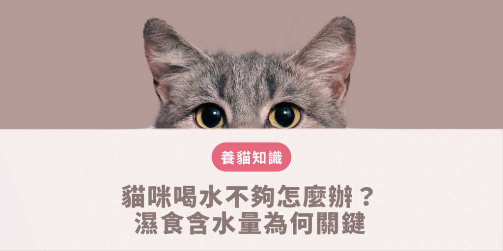 貓咪喝水