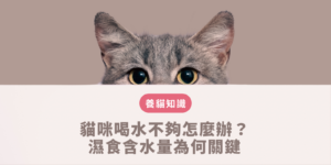 貓咪喝水