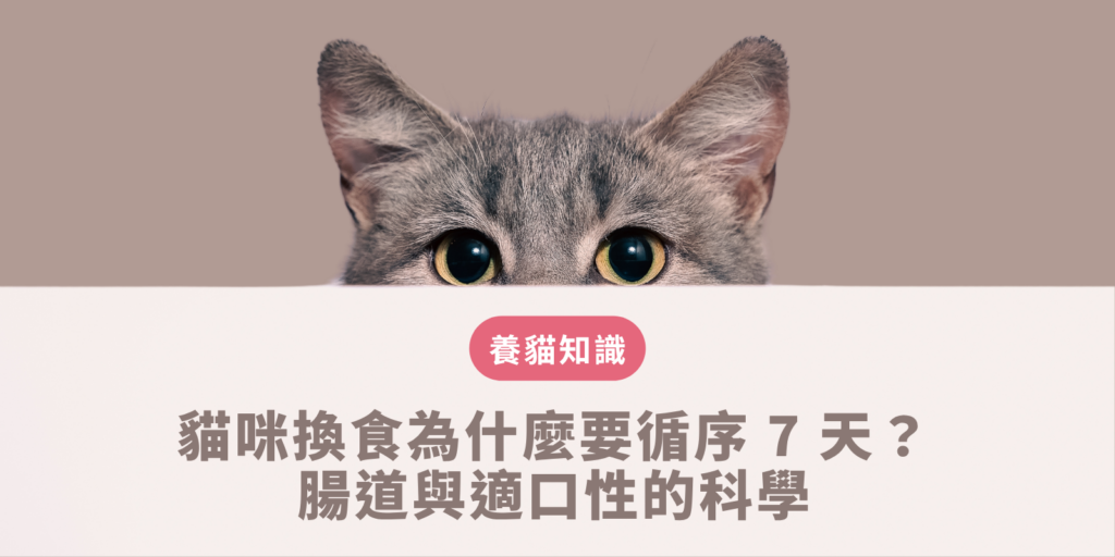 貓咪換食