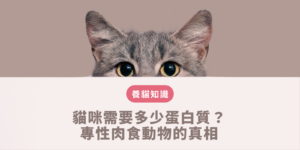 蛋白質